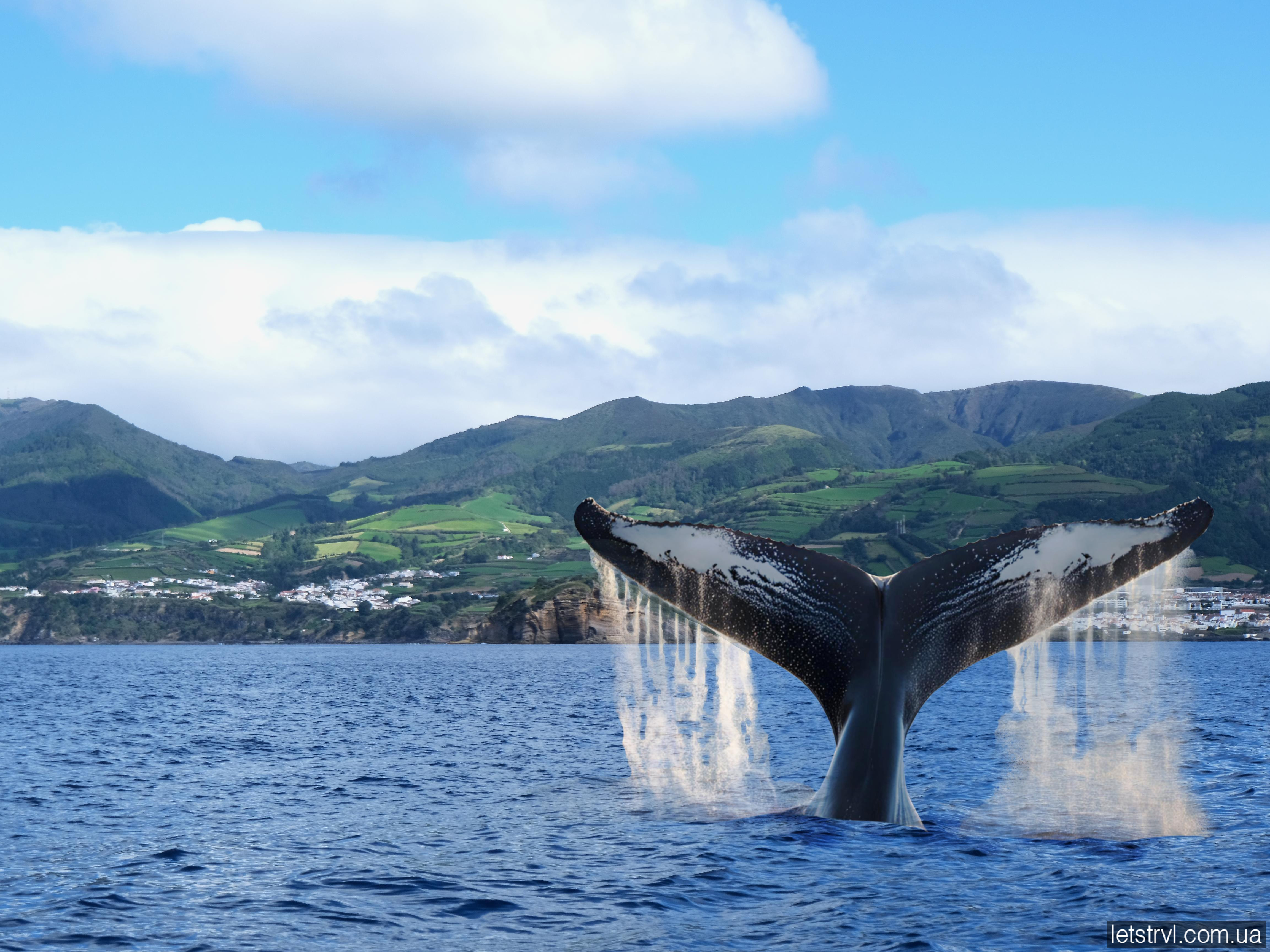 Спостереження за китами на Азорах