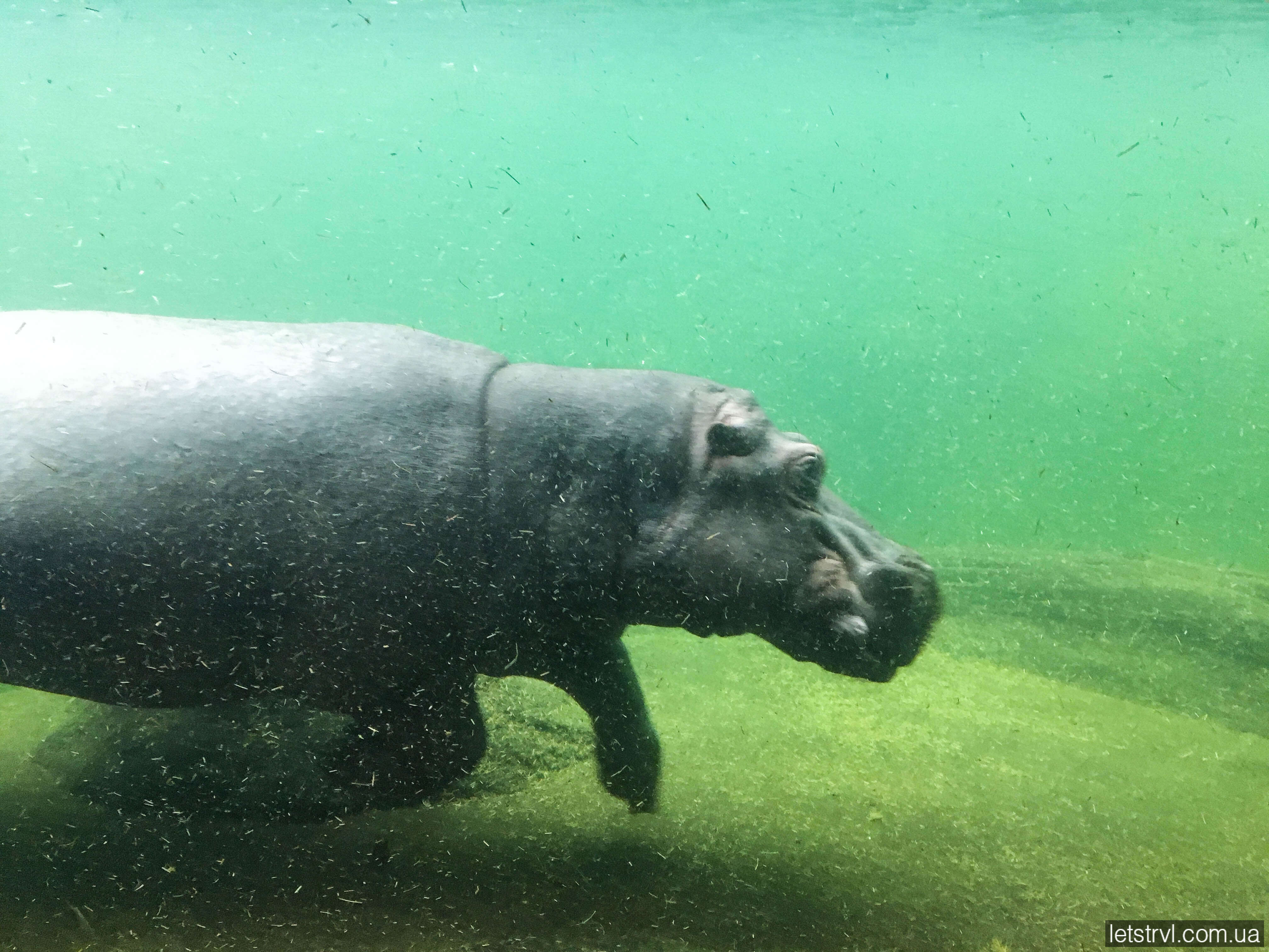 Афрікаріум Вроцлав гіпопотам