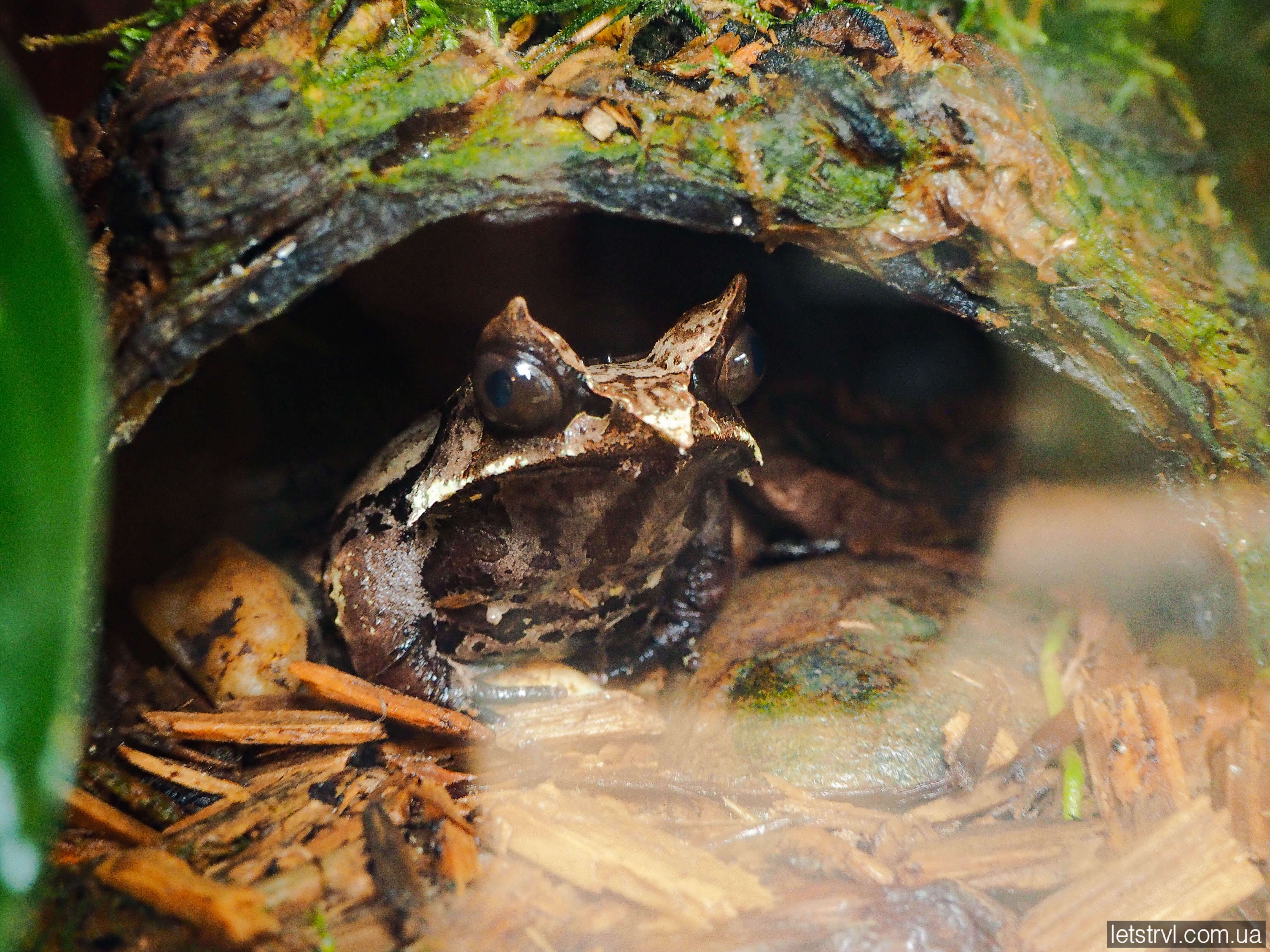 Жаба Африкаріум Вроцлав