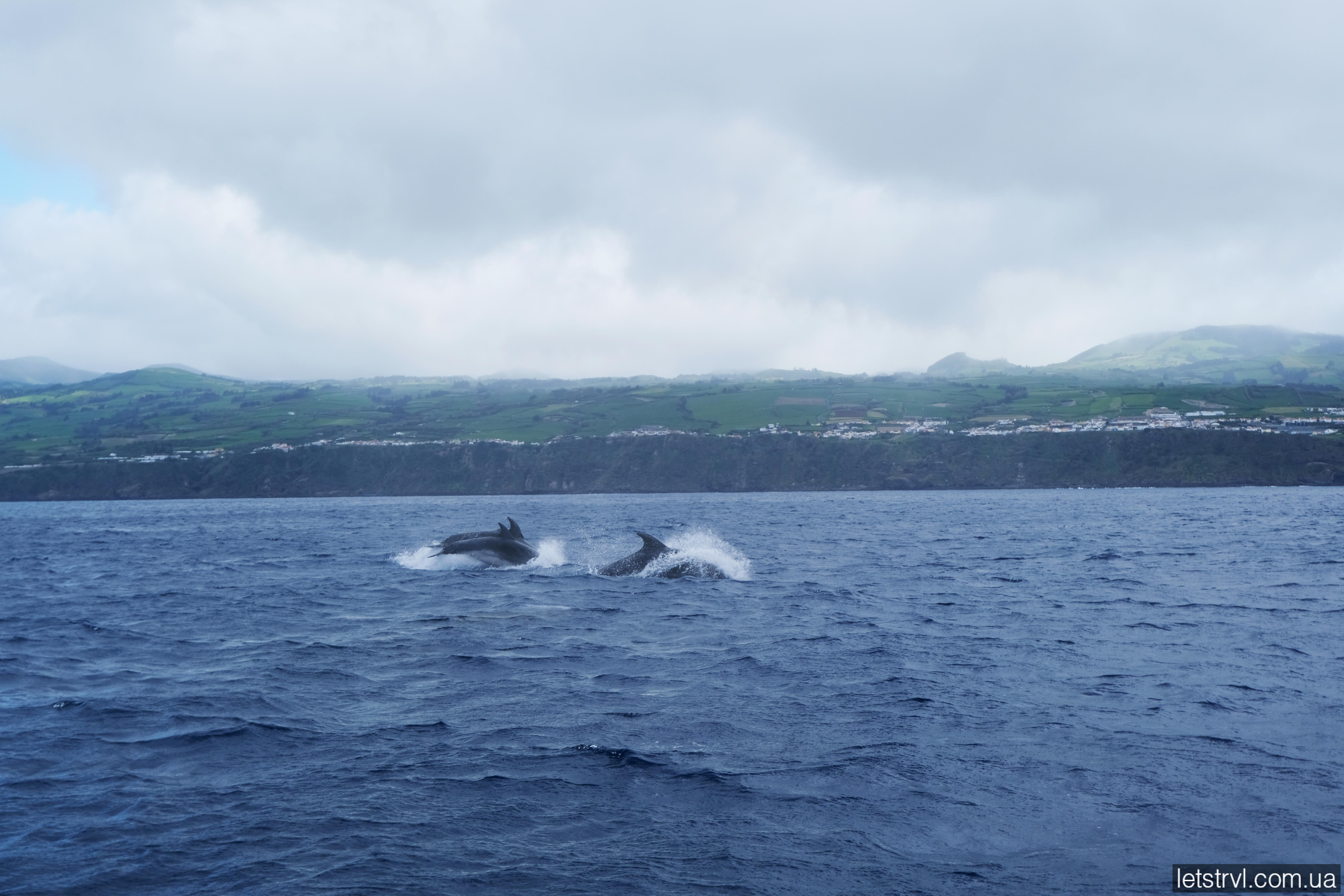 Кити та дельфіни на Азорах