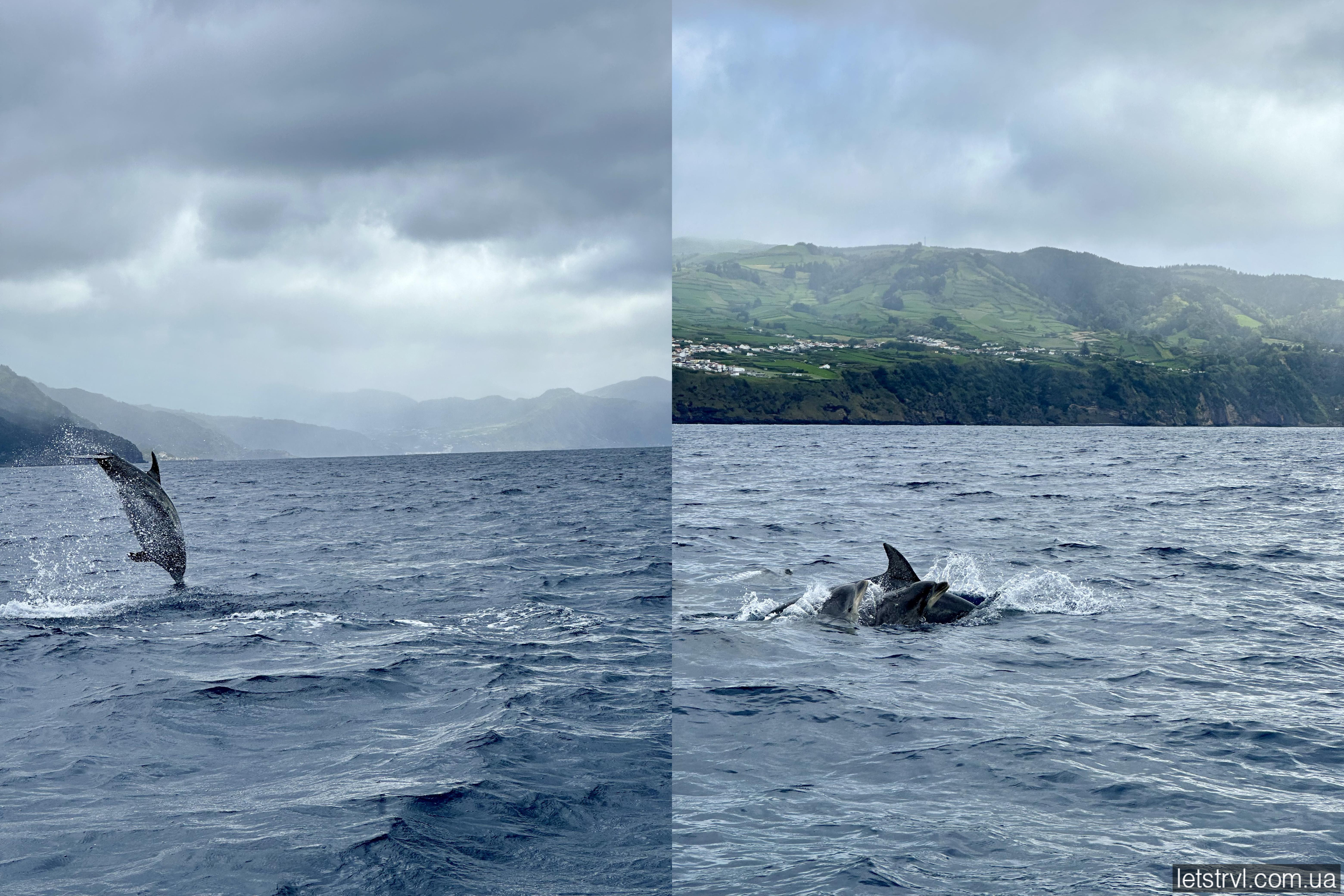 Кити та дельфіни на Азорах