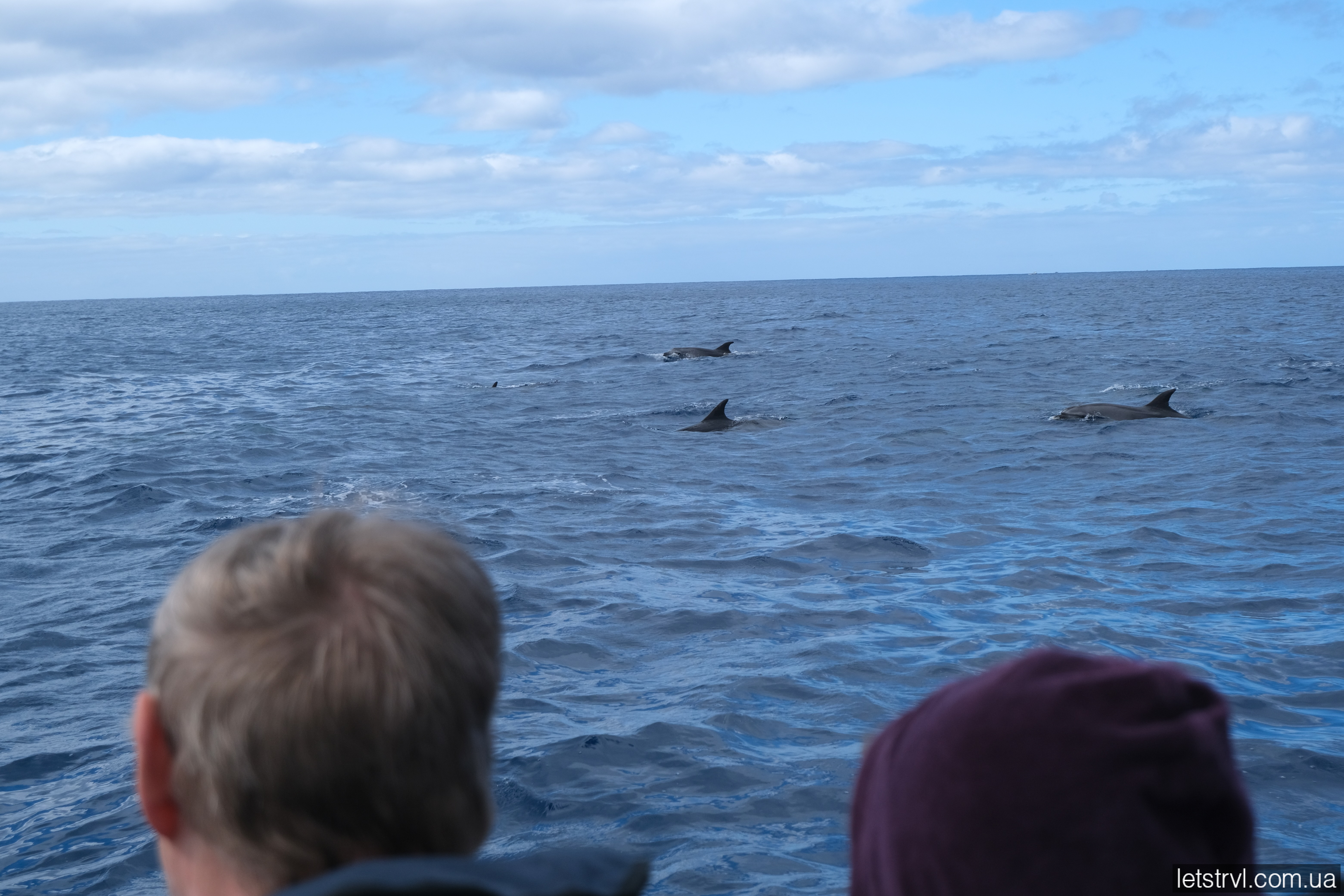 Кити та дельфіни на Азорах