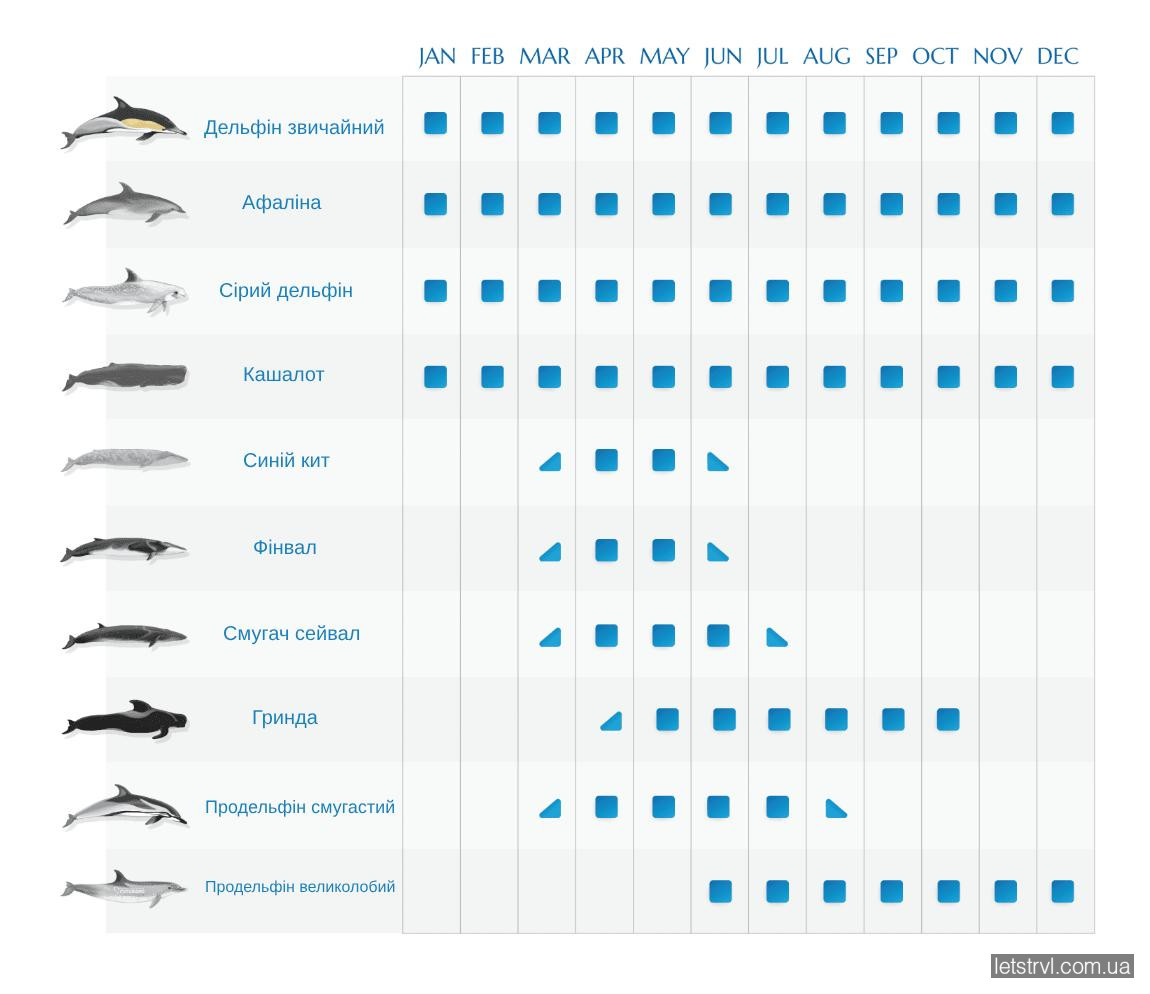 Кити і дельфіни на Азорах