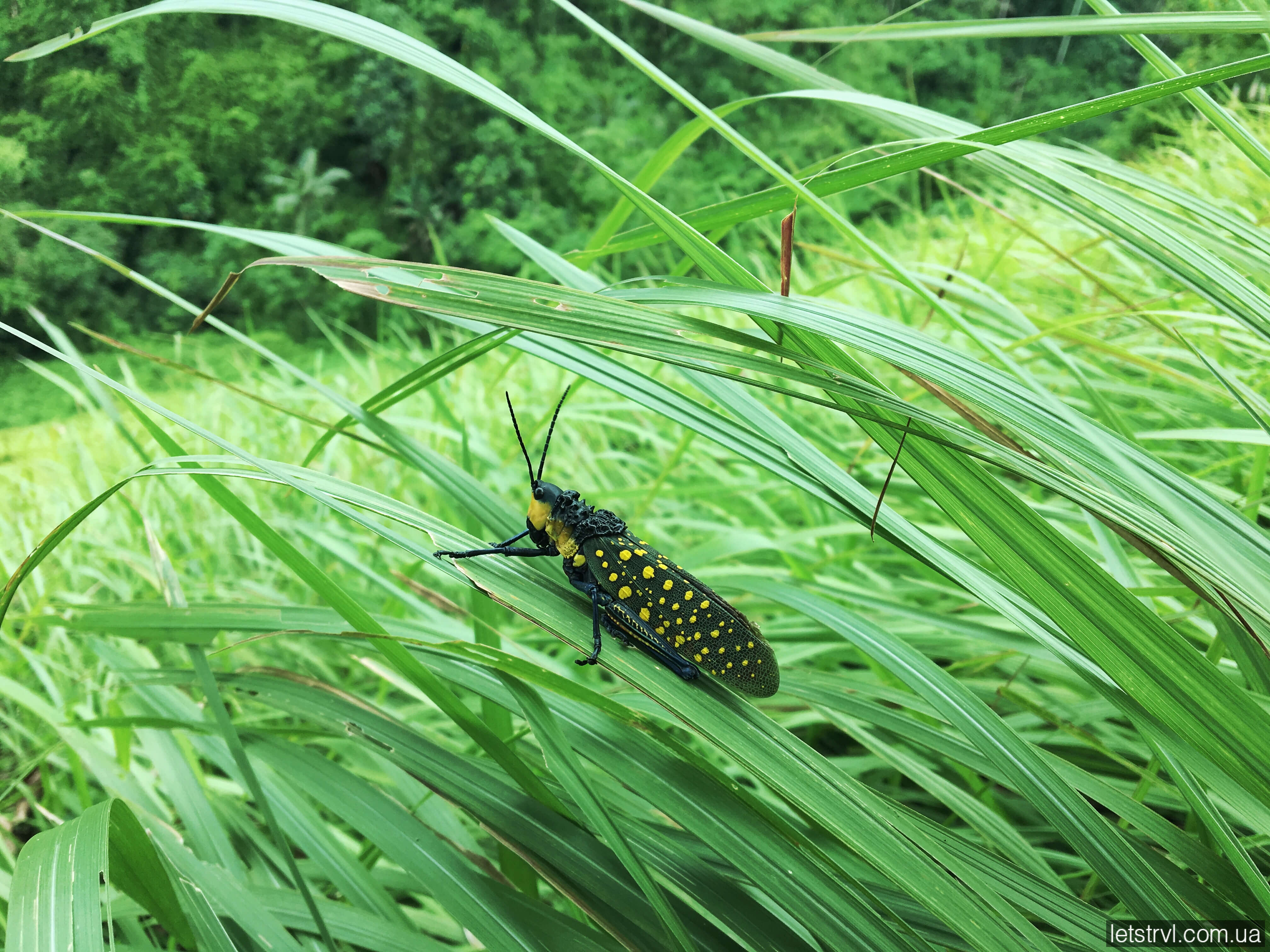 Коники на Балі