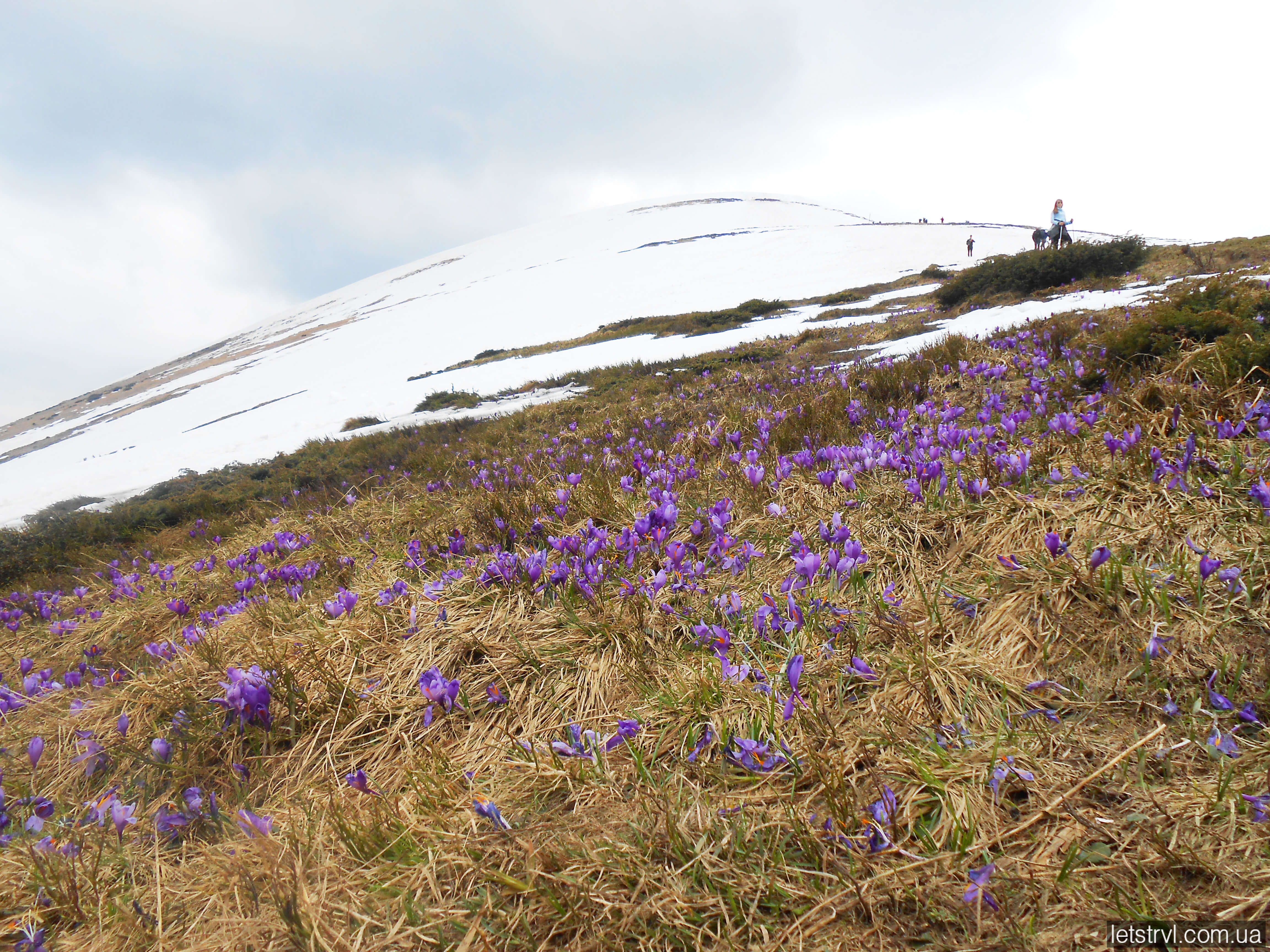 Крокуси на Говерлі в травні