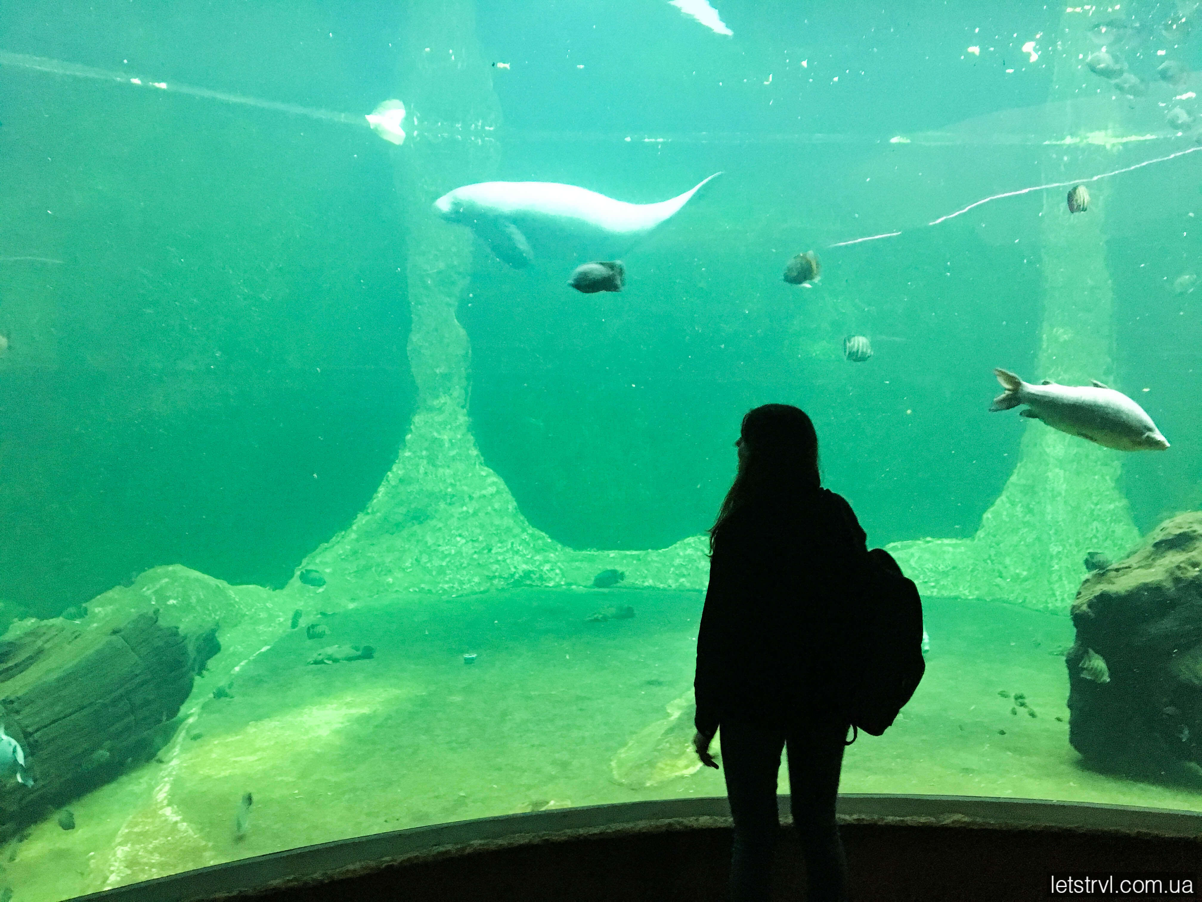 Ламантин Африкаріум Вроцлав