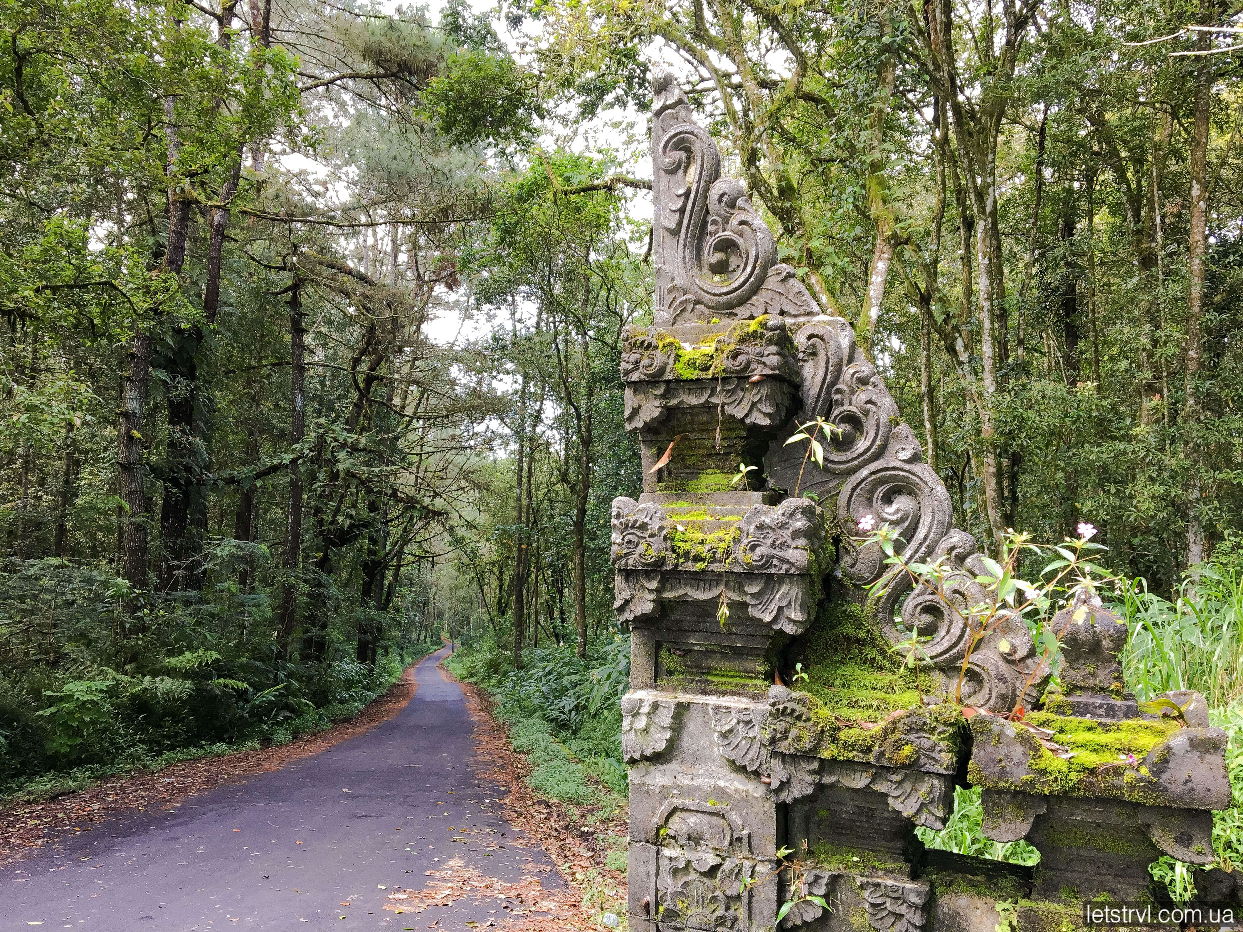 Ліс на Балі