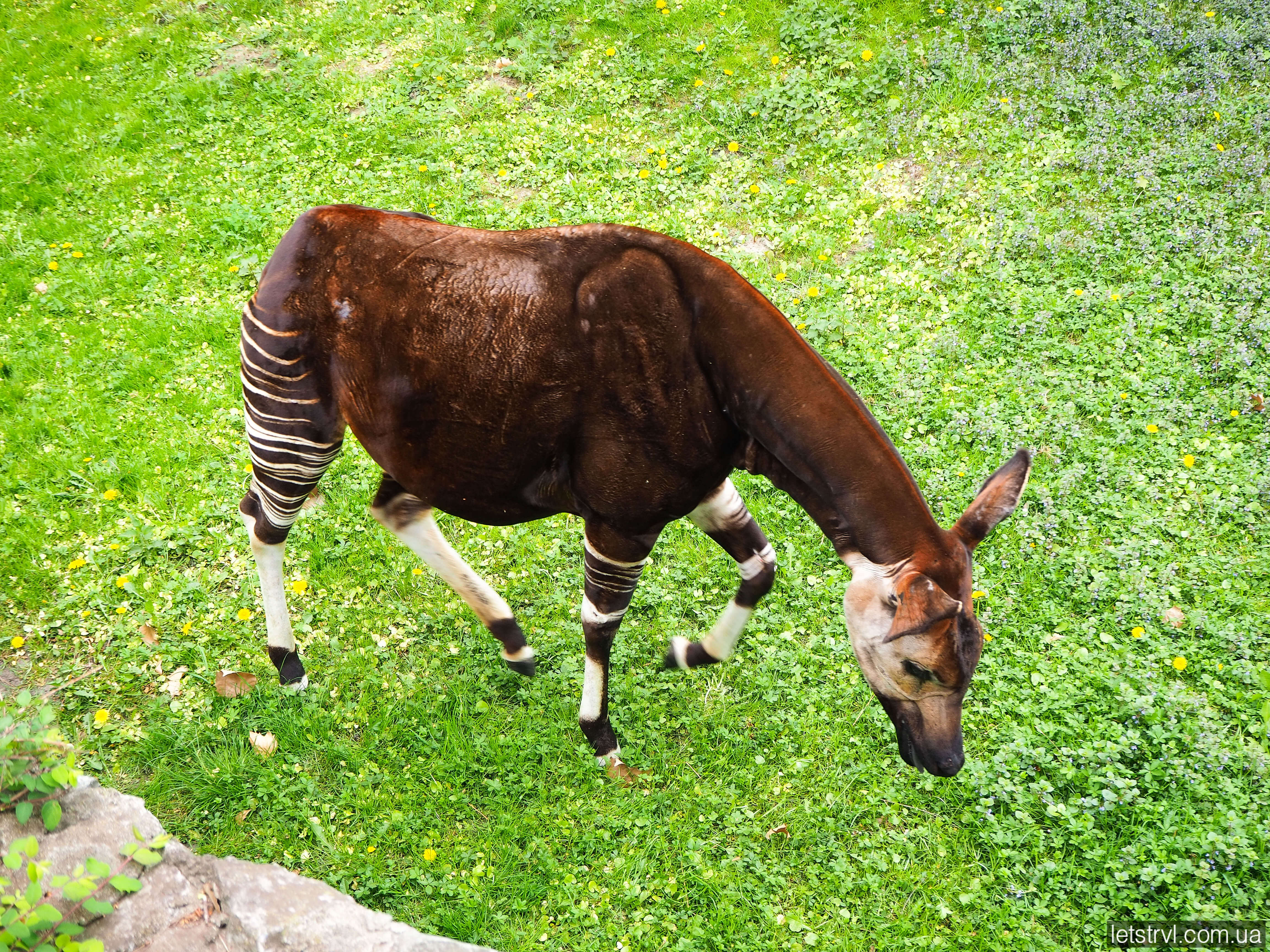 Окапі Зоопарк Вроцлава