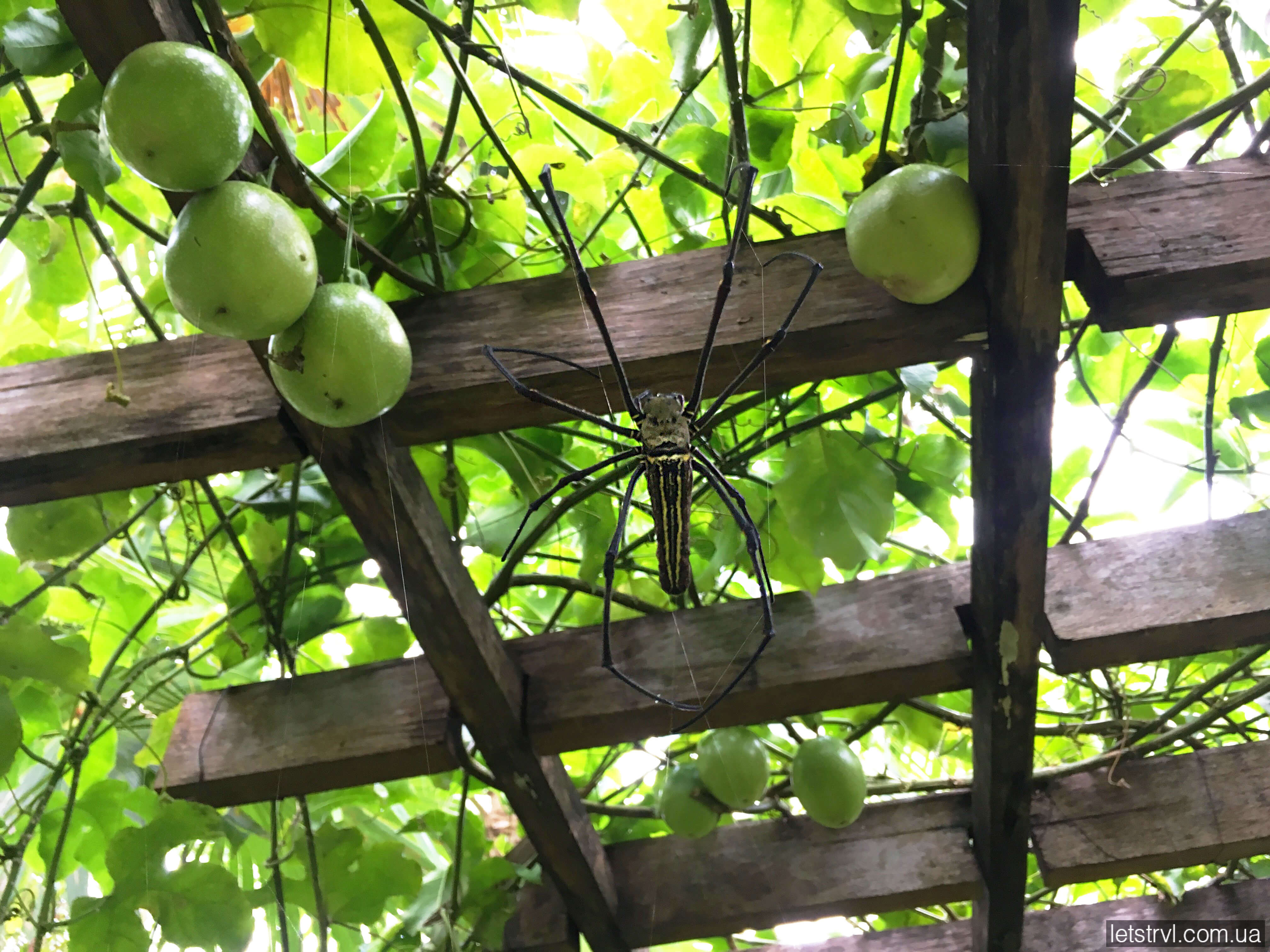 Павуки на Балі