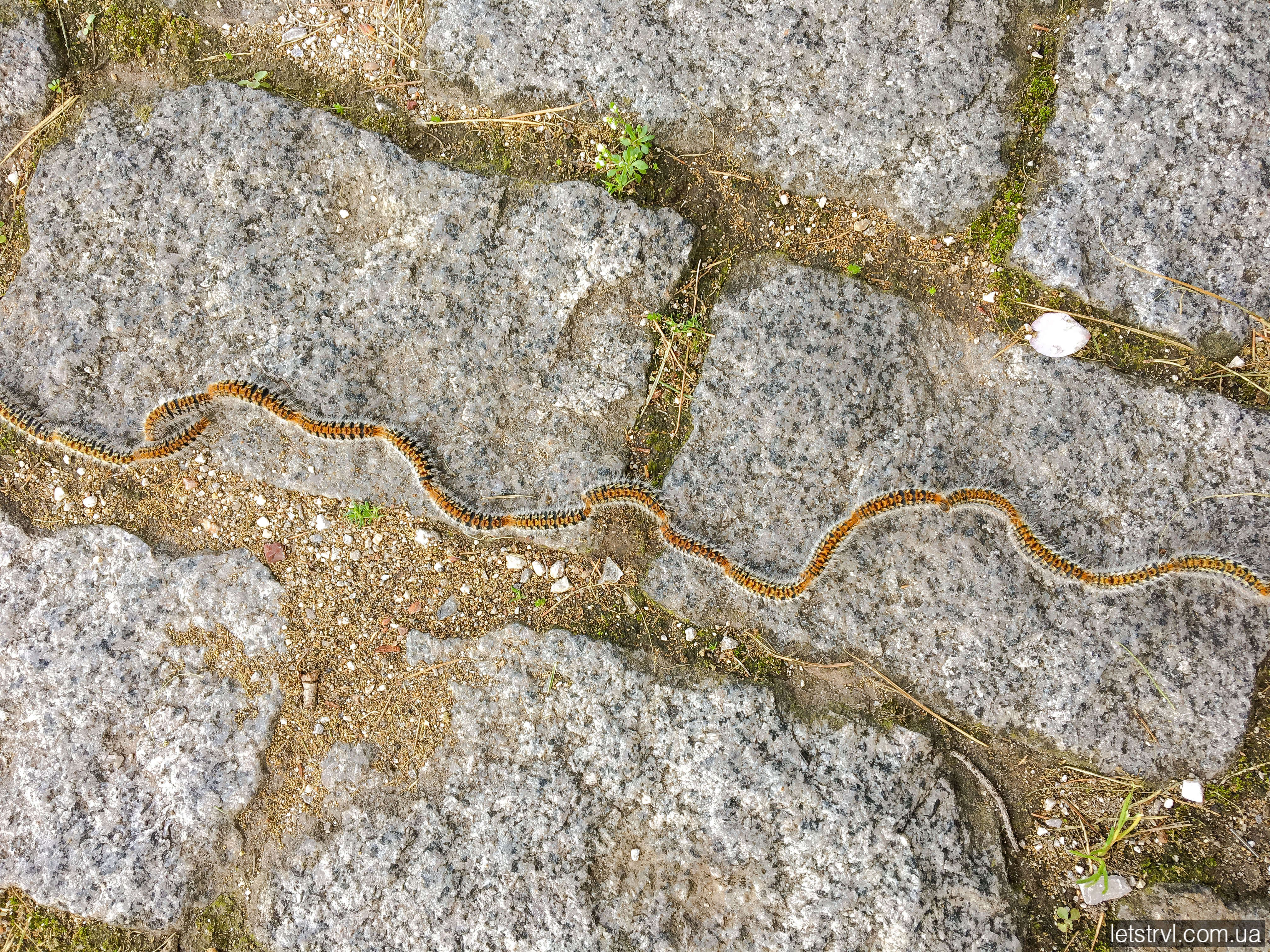 Похідні шовкопряди