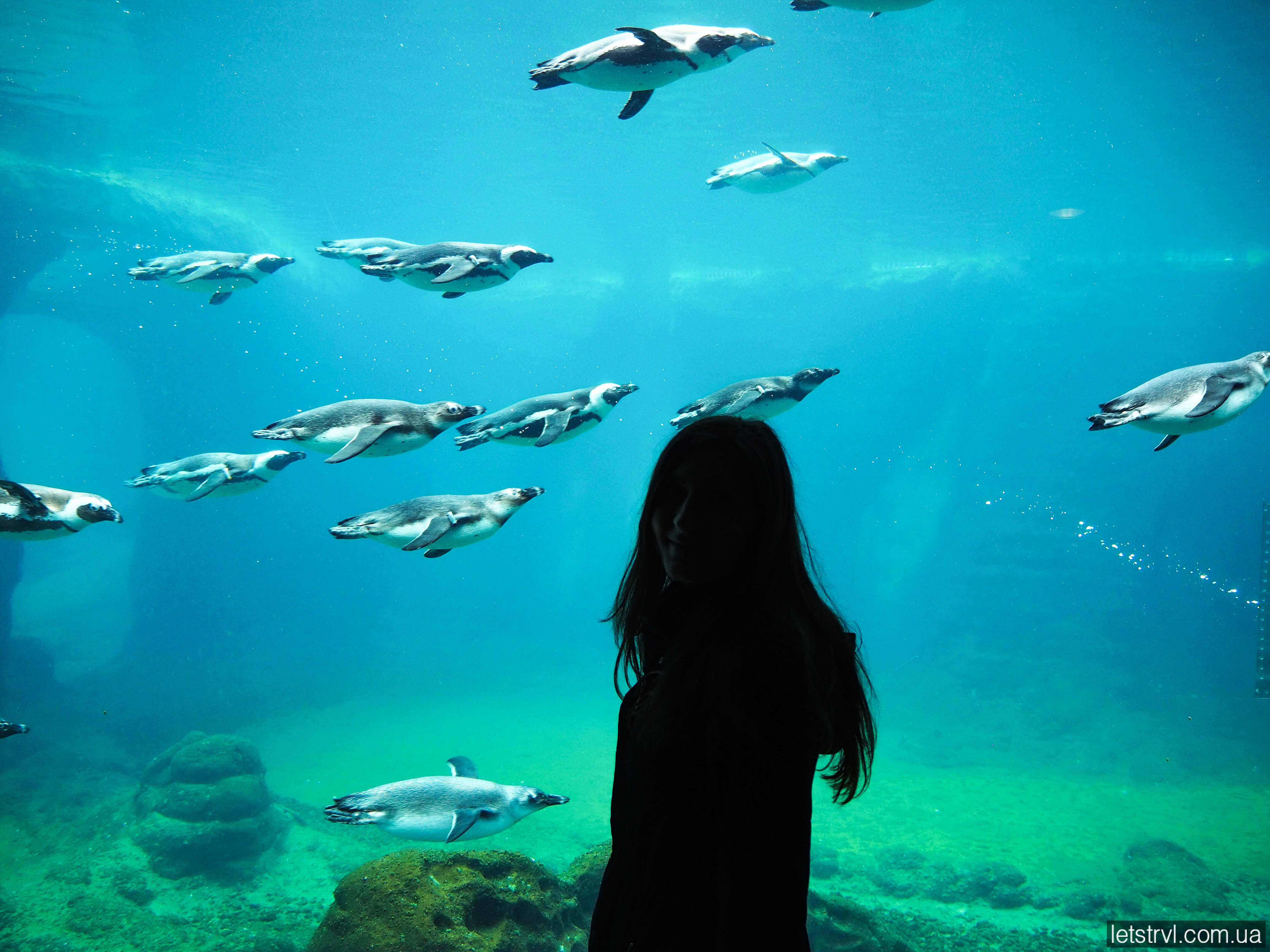 Пінгвіни в Африкаріумі Вроцлава