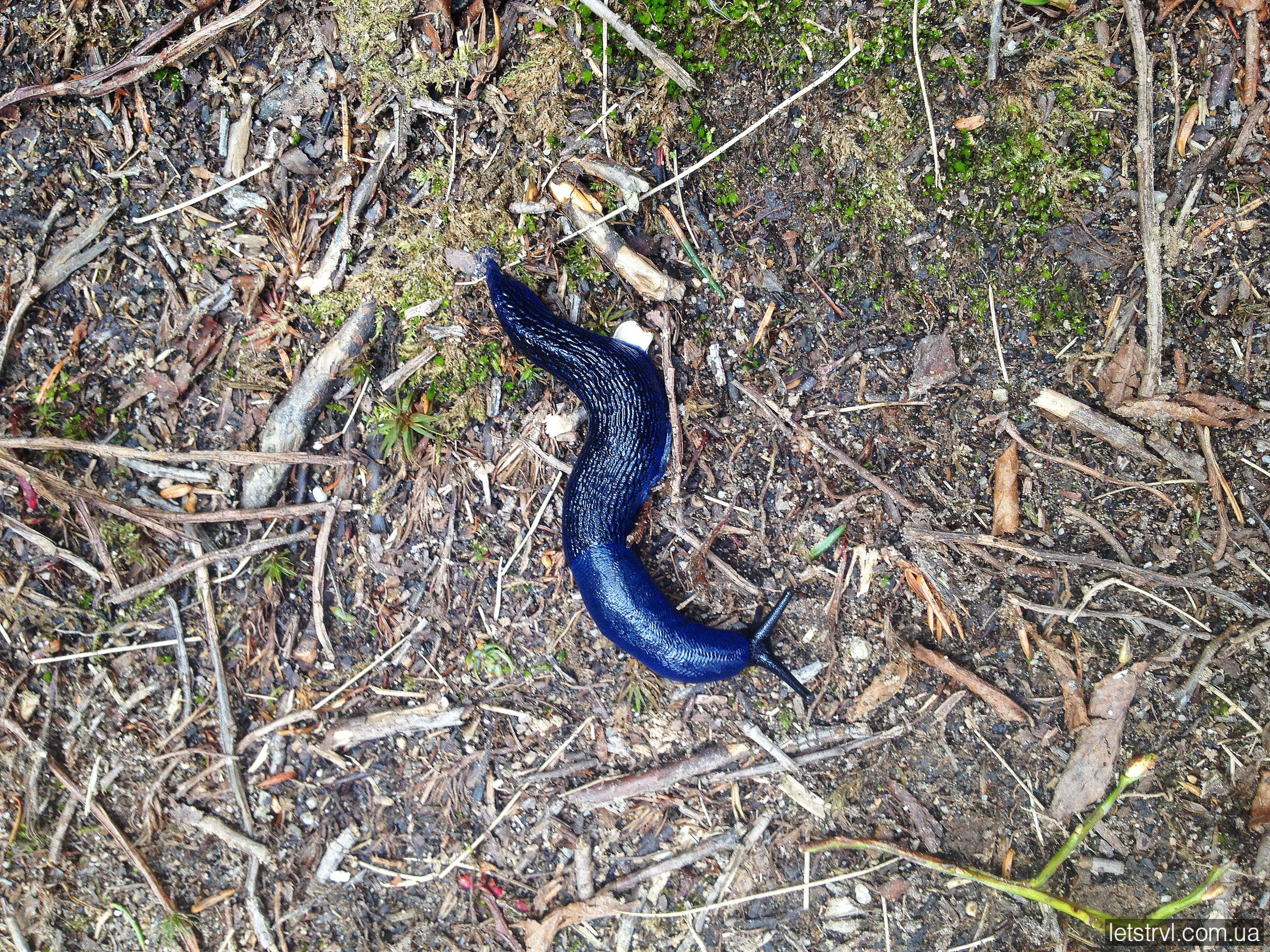 Синій слимак в Карпатах