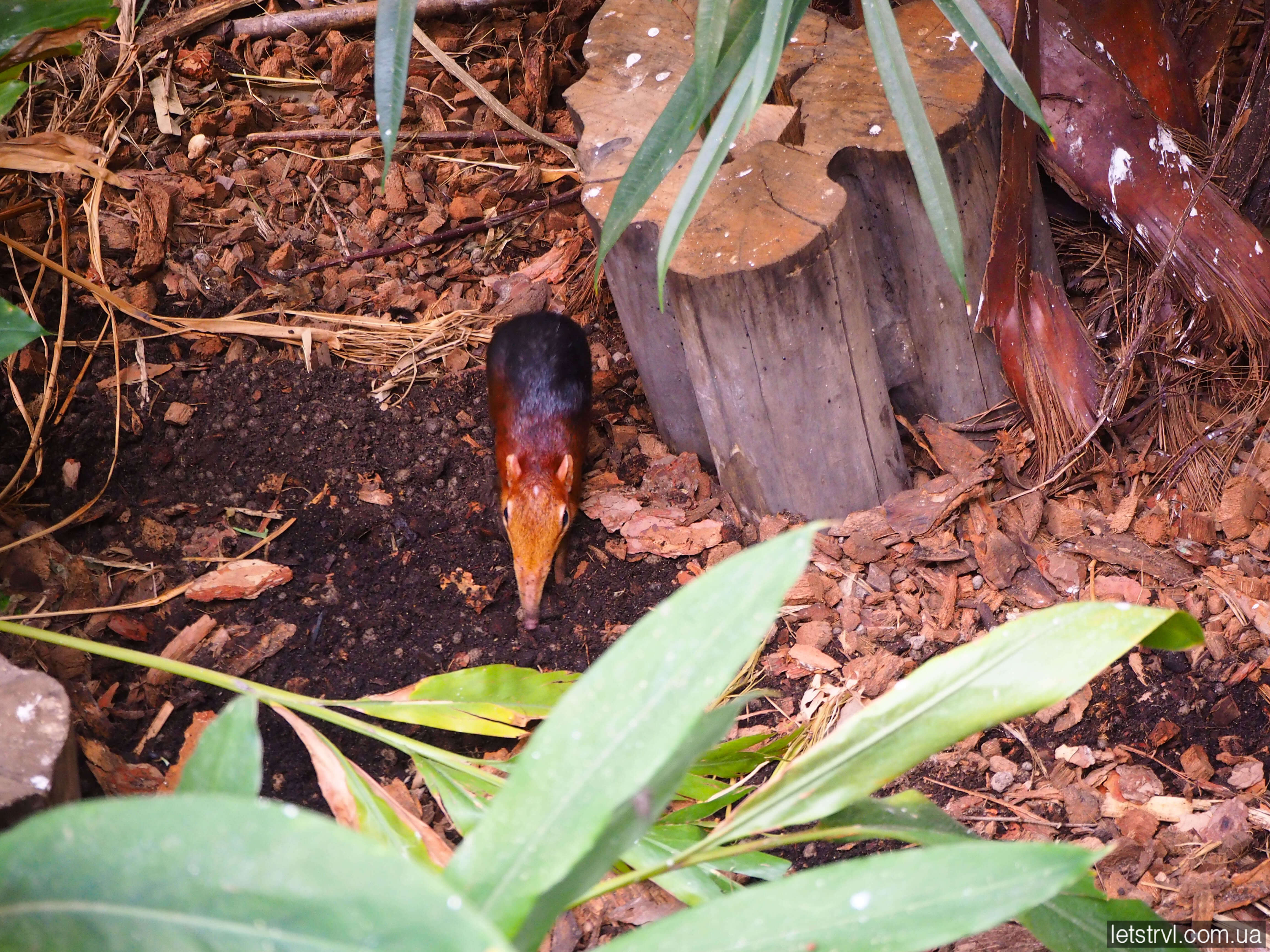 Слонова землерийка зоопарк Вроцлав