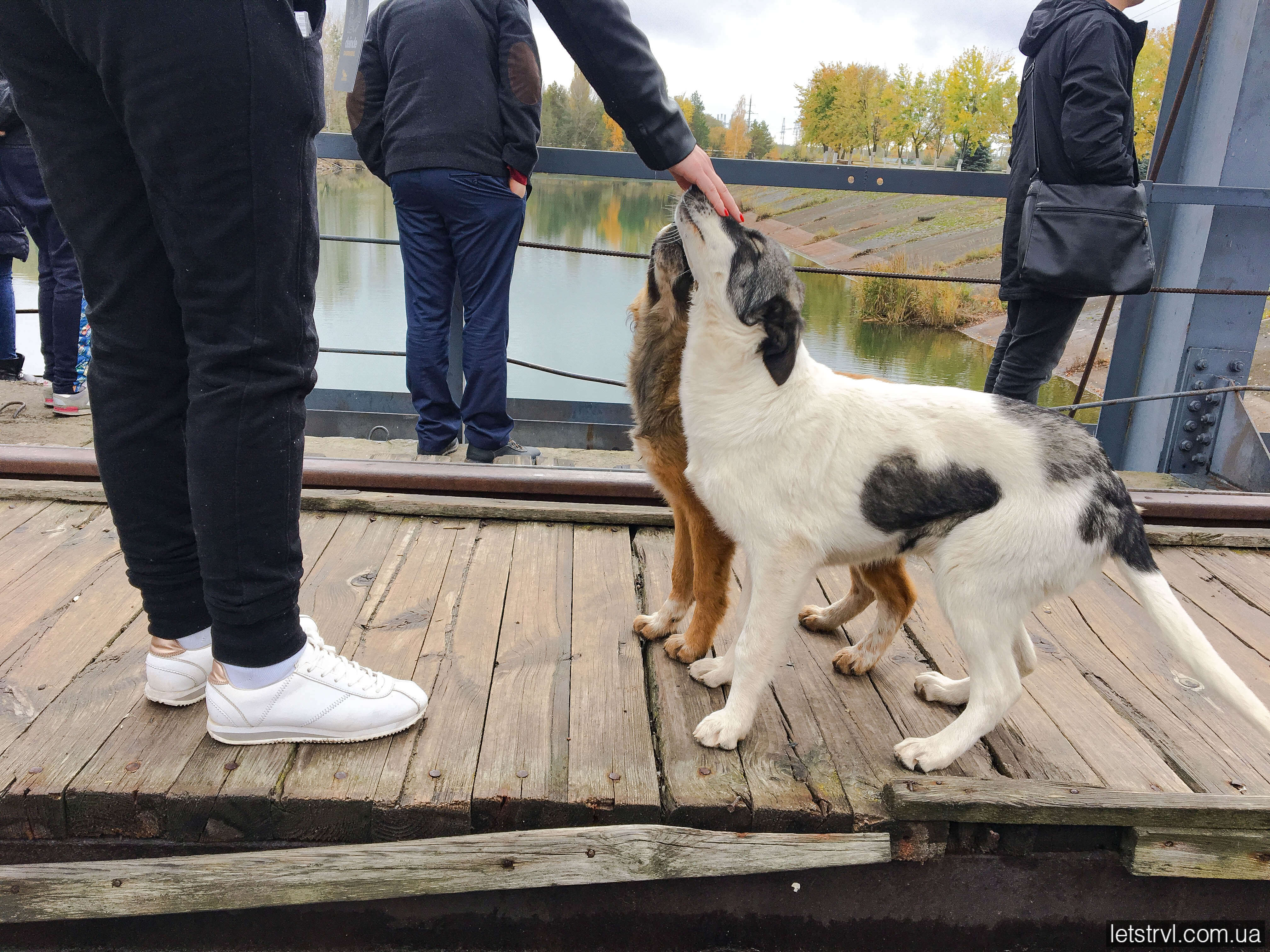 Собаки в Чорнобилі
